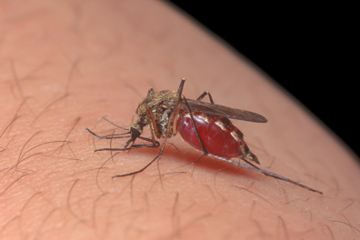 Alimentation du moustique - 1mn 33s